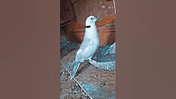جمال صوت اليمام 