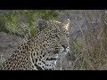 SafariLive May 28 - BREAKING! Our leopard Hosana is back on Djuma!!