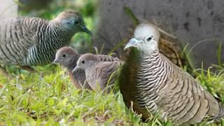 This is how the Barred Dove sounds (Bato-Bato)