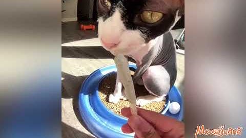 Meowijuana In Action