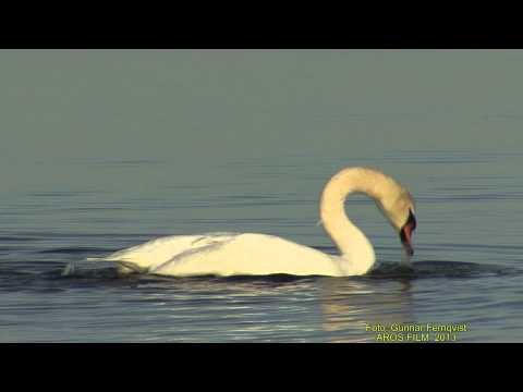 KNÖLSVAN Mute Swan