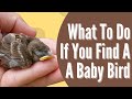 What To Do If You Find A Baby Bird - The Difference Between Fledglings & Nestlings