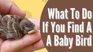 What To Do If You Find A Baby Bird - The Difference Between Fledglings & Nestlings