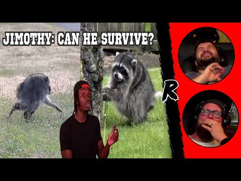 The Uncomfortable Truth Behind the Raccoon that Broke the Internet - @Casual Geographic…