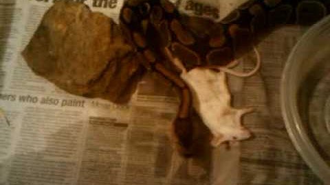 Ball python feeding part 1