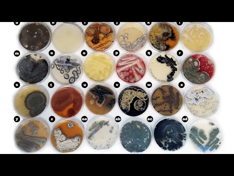Video: Mayroon bang anumang marine fungi?