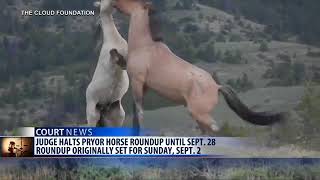 Federal judge halts BLM roundup of wild horses at Pryor Mountains