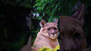 A Mountain Lion Could Be Watching You… 👀🦁 #animalsworld #lion