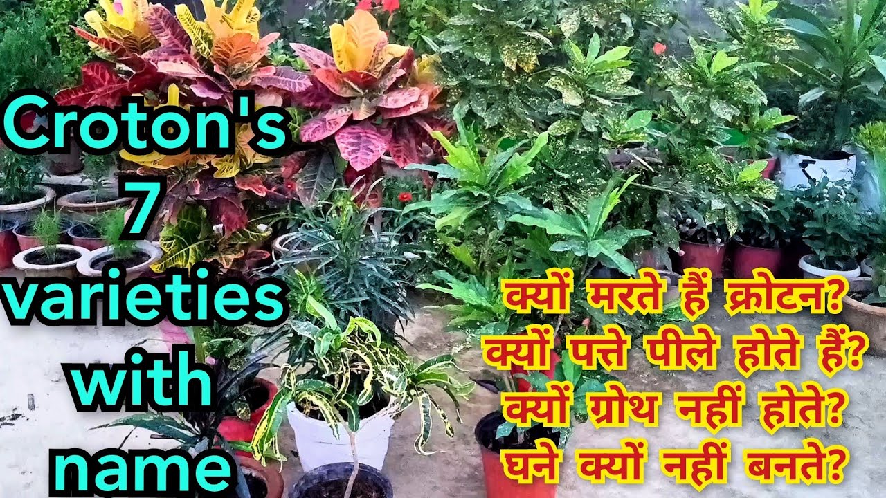क्रोटन की समस्याओं का कारण एवं निवारण croton plant yellow leaves and