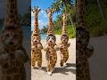 キリン猫ダンス #猫ダンス #ペットダンス #キリン #catdance #giraffe