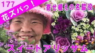 葉牡丹の寄せ植えに名脇役スイートアリッサムなぜ枯れる プランツギャザリング 花ズバっ 177旬の花とその使いかた紹介 花創人ガーデニング教室 Youtube 葉牡丹の寄せ植えに名脇役スイートアリッサムなぜ枯れる プランツギャザリング 花ズバっ 177旬の花とその使いかた紹介 花創人ガーデニング教室 Youtube