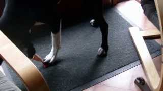 Piepend Speeltje Réglisse