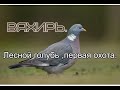 Вяхирь. Лесной голубь ,первая охота