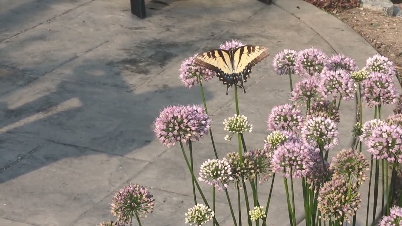 Tiger Swallowtail Butterfly August 2025