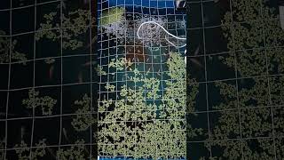 HARI KE-7 IKAN TALAPIA