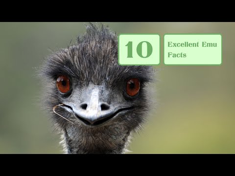 10 Excellent Emu