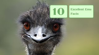 10 Excellent Emu Facts