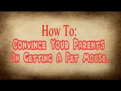 How To Convince Your Parents On Getting A Pet Mouse.