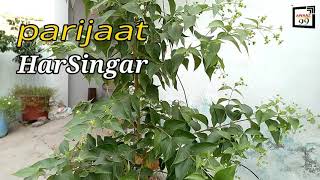 Parijaat/HarSingar plant / Home Garden