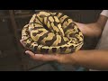 The yellows on my recent Burmballs are God-Tier but this Pastel GHI Enchi het Clown is definitely S-