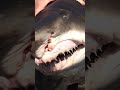 Beautiful Ragged-Tooth Shark Caught in South Africa #shorts