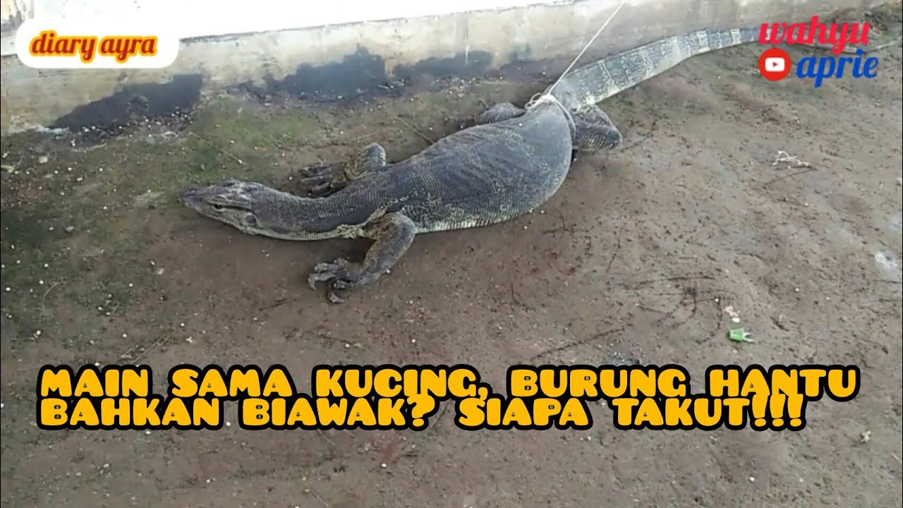Siapa takut!!! main sama Kucing, Burung Hantu bahkan Biawak 