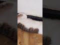 historias de michis #cat #anmals #shiro #kitten #gatos