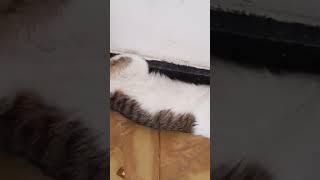 historias de michis #cat #anmals #shiro #kitten #gatos