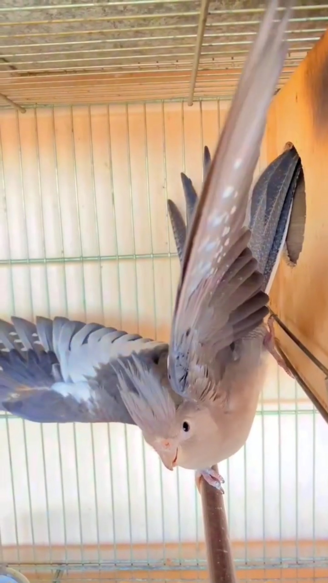 🙏নমস্কার - ShareChat