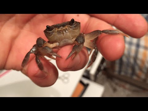 Video: Molting Hermit Yengeç Bakımı nasıl