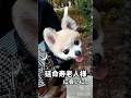 延命寿老人様に会いに #ポメチワ #トイプードル #犬 #dog #shorts