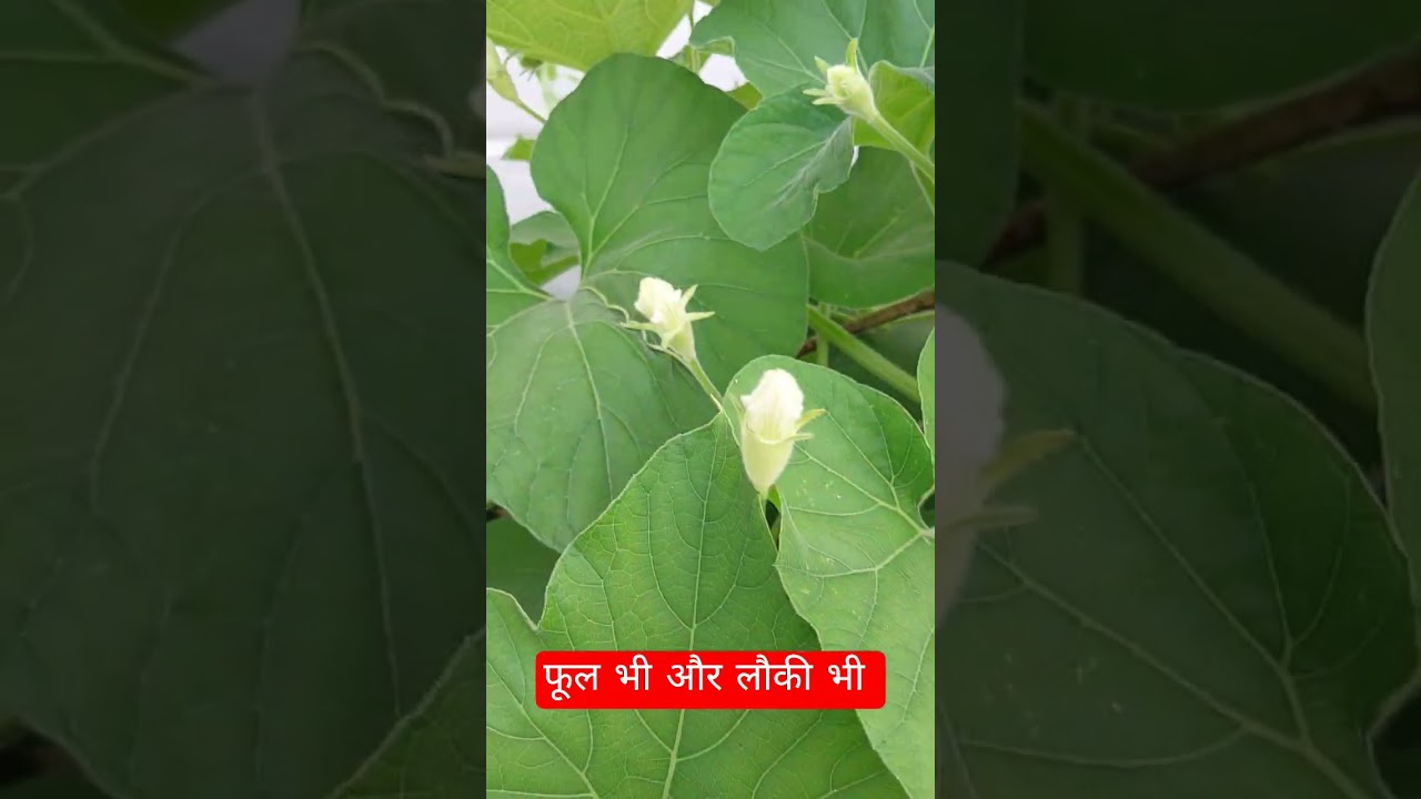 लौकी की भी लगने लग गई || #terracegardenindia ||#lakshivgardening ||
