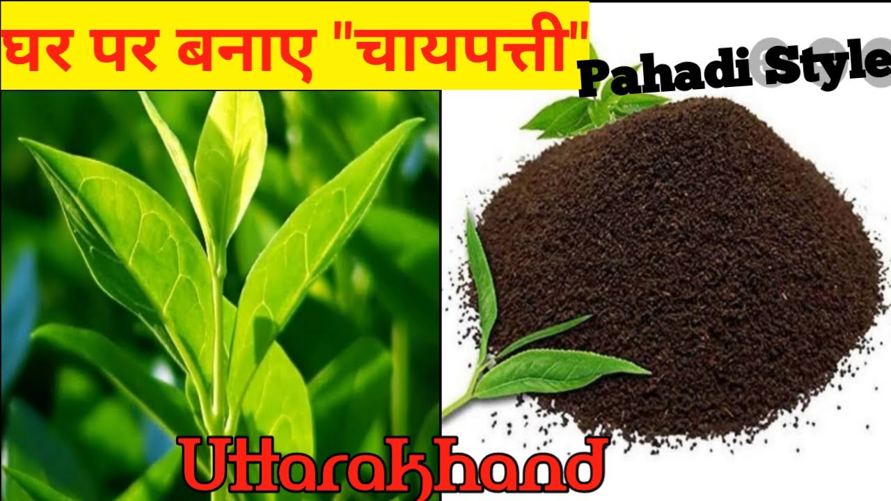 How to make tea powder at home ।। घर में चाय पत्ती कैसे बनाएं।।home