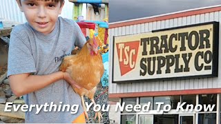 How To Raise Chickens From Tractor Supply