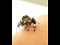 A mature male Phidippus otiosus canopy jumping spider