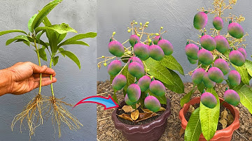 How to propagate mango tree from cutting-crafting idea mango tree grow fast success 100% 3