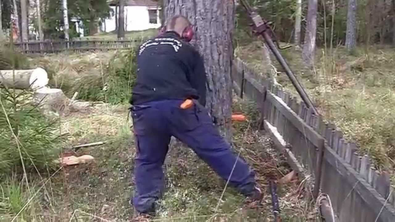 trädfällning trädfällning