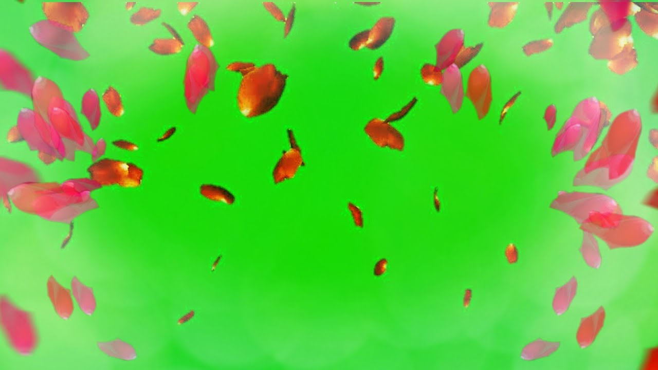 Rose Petals Falling Green Screen (+Free Download) YouTube