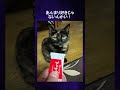 「思ってたんと違う!」猫写真選手権!自由なヌッコ大好き!