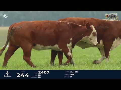 LOTE 244   TAT 2117, 2407 F Braford