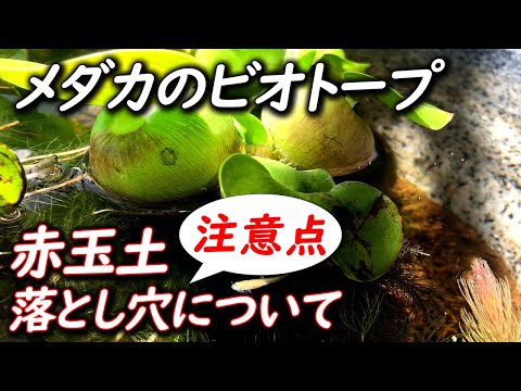 【初心者必見】赤玉土を使用したビオトープでメダカが死んでしまう原因【濾過バクテリア不足】