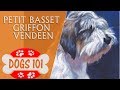 Dogs 101 - PETIT BASSET GRIFFON VENDEEN - Top Dog Facts about the Basset Griffon