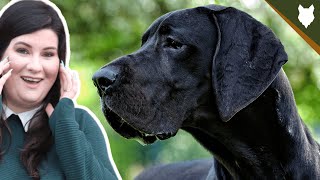DO GREAT DANE HAVE HIGH PREY DRIVE by Fenrir Great Dane Show 932 views 3 years ago 6 minutes, 43 seconds