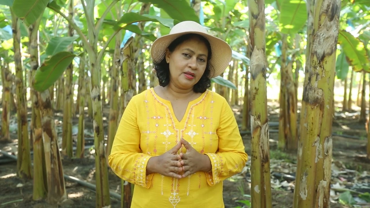 High Density Double Raw Banana Cultivation with Dr. Julian