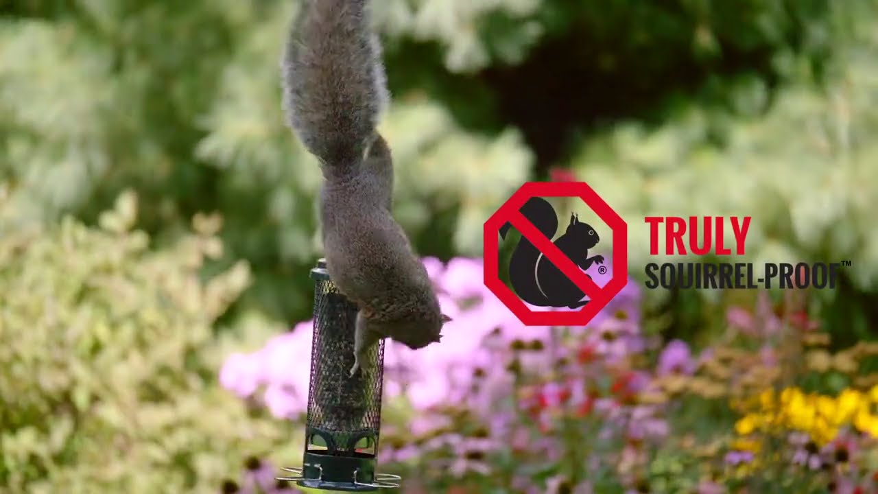 The Squirrel Buster Mini