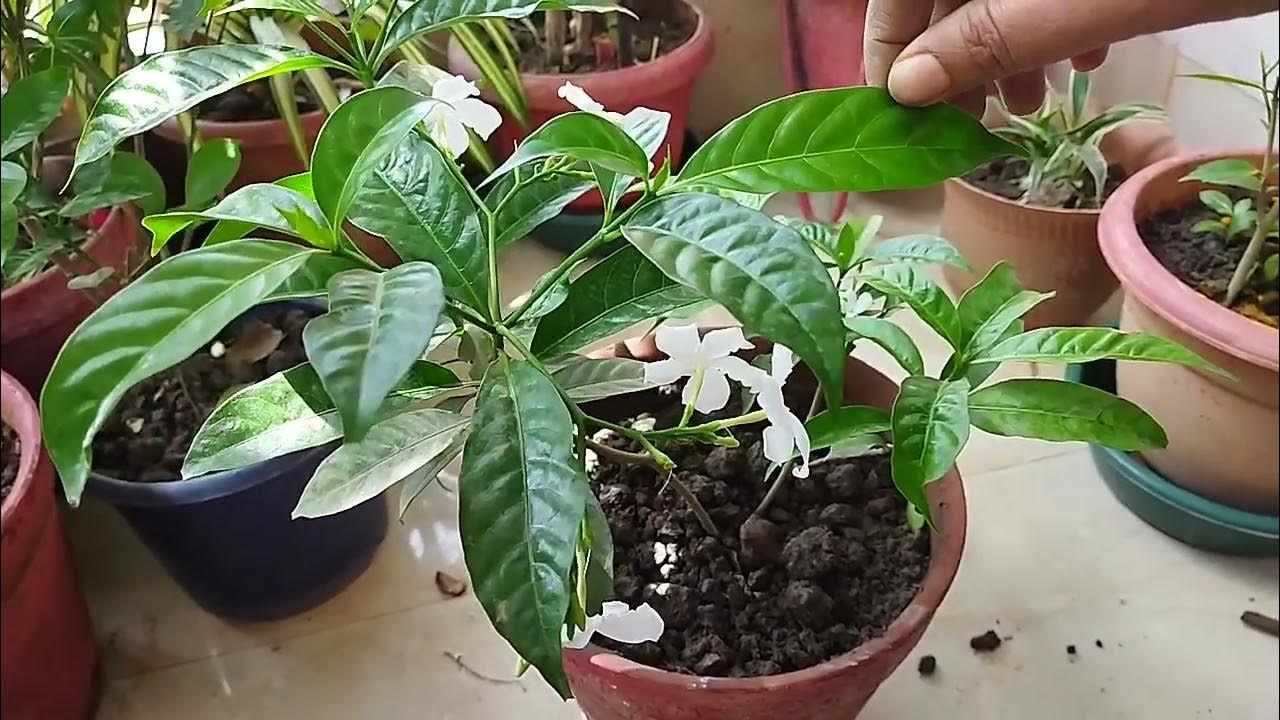 মিনি টগর বা জেসমিন সম্পর্কে বলবো all about Jasminebengali YouTube
