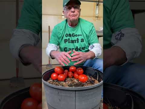 Growing Container Tomatoes