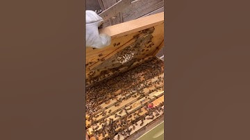 The ease of escape board🐝🪄#beekeeping#beekeeper#beehive#honeybee#bee#beekeeperslife#bees#honey