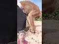 Fish video #ytsort #sorts #tranding #monkey