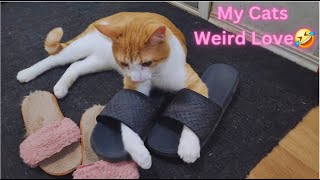 Why Do Cats Love to Sit on Shoes so Much🤣 Funny Cat Videos will Make you Laugh😂 Watch till the End 😁 by Namira Taneem 🇨🇦 160 views 2 weeks ago 23 minutes